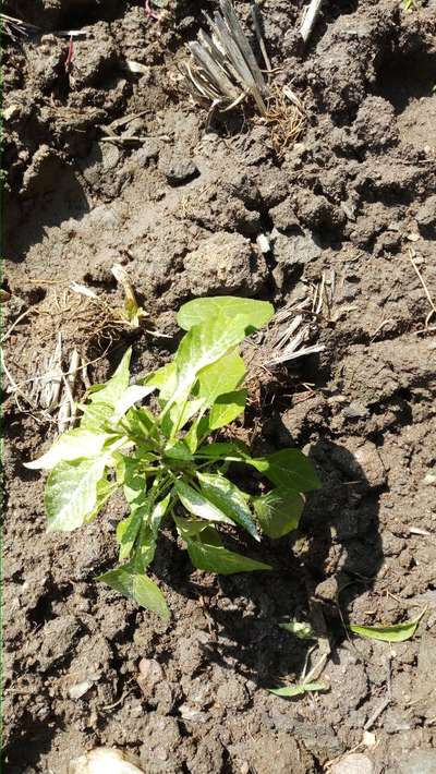 Powdery Mildew - Capsicum & Chilli