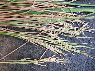 Sheath Rot of Rice - Rice