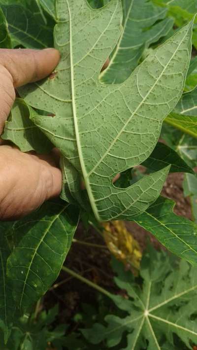 ಪಪ್ಪಾಯಿಯ ಕಪ್ಪು ಚುಕ್ಕೆ ರೋಗ - ಪಪ್ಪಾಯಿ