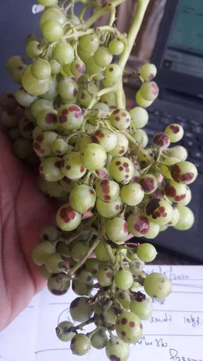 Anthracnose of Grape - Grape