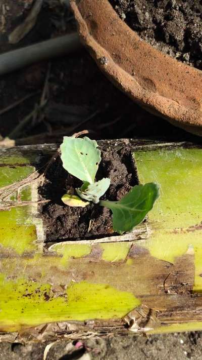 Nitrogen Deficiency - Cabbage