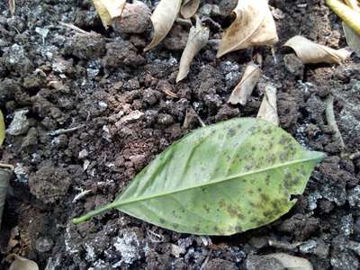 Black Citrus Aphid - Citrus