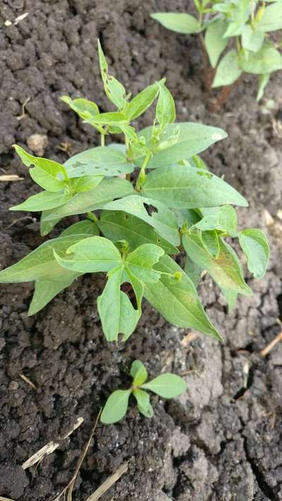 Flea Beetles - Black & Green Gram