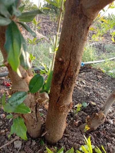 ದಾಳಿಂಬೆಯ ಸೊರಗು ರೋಗ - ದಾಳಿಂಬೆ
