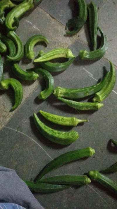 Boron Deficiency - Okra