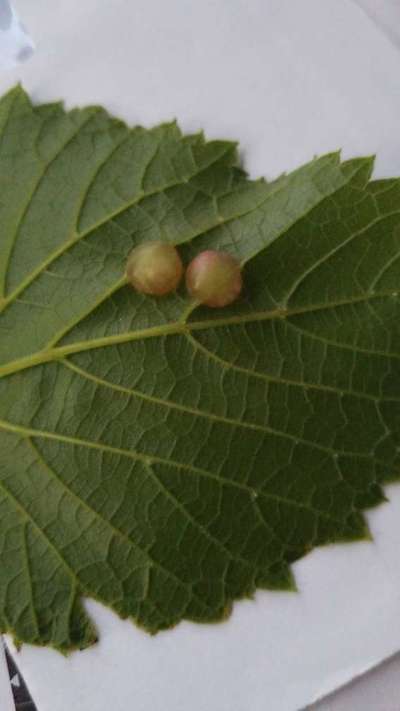 Gall Mite - Grape