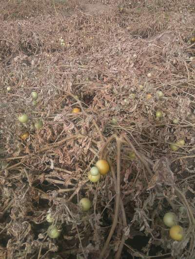 Mildiou de la Tomate - Tomates