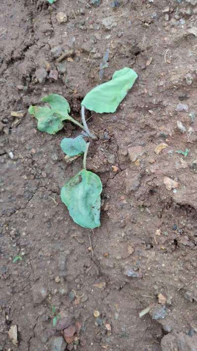 Damping-Off of Seedlings - Cabbage