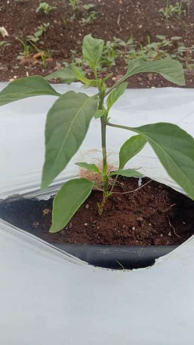 Black Cutworm - Capsicum & Chilli