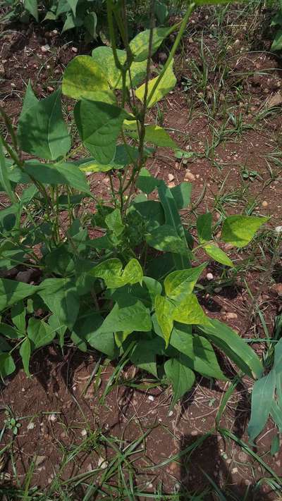 Bean Yellow Mosaic Virus - Bean