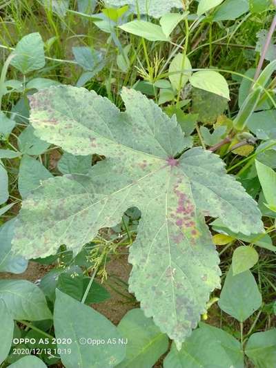 Powdery Mildew - Okra