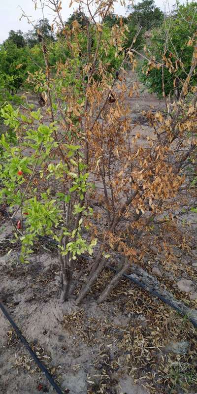 Iron Deficiency - Pomegranate