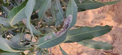 Leaf Miner Flies - Mango