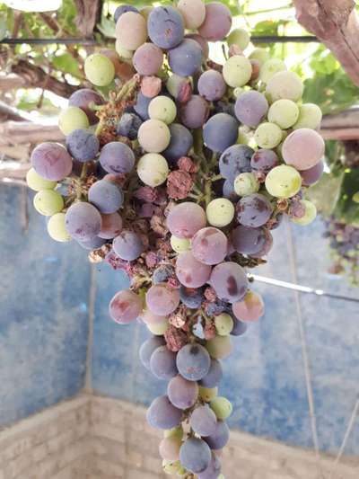 Black Rot of Grape - Grape