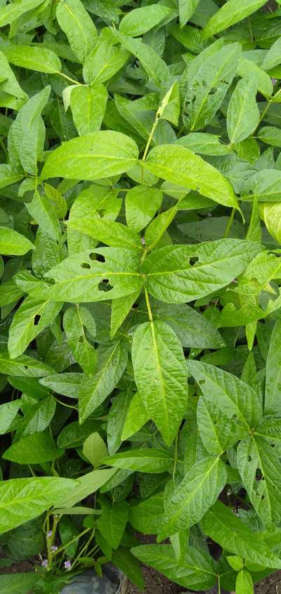 Flea Beetles - Soybean