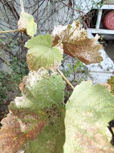 Spider Mites - Grape