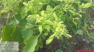 Little Leaf of Brinjal - Brinjal