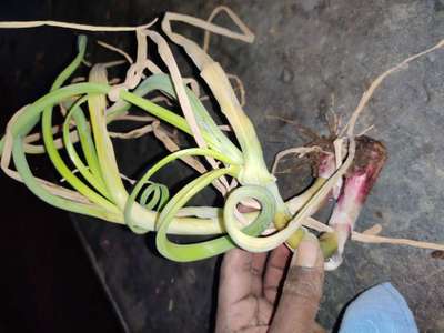 ಈರುಳ್ಳಿ ಹಳದಿ ಕುಬ್ಜ - ಈರುಳ್ಳಿ