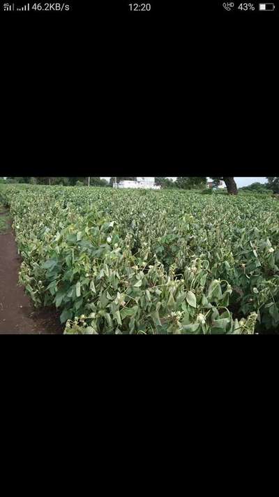 Fusarium Wilt - Cotton