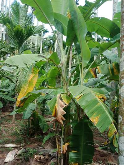 ಪನಾಮಾ ರೋಗ - ಬಾಳೆಹಣ್ಣು