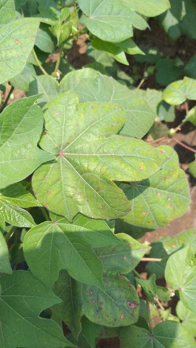 Alternaria Leaf Spot of Cotton - Cotton