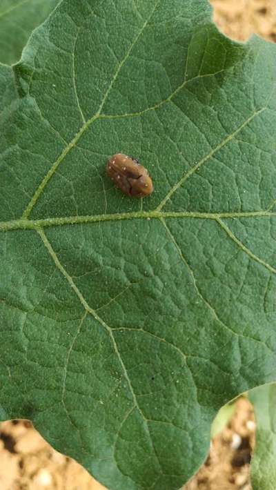 Red Pumpkin Beetle - Brinjal