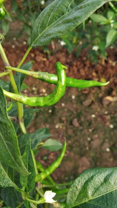 Chilli Leaf Curl Virus - Capsicum & Chilli