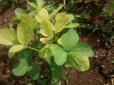 Iron Deficiency - Soybean