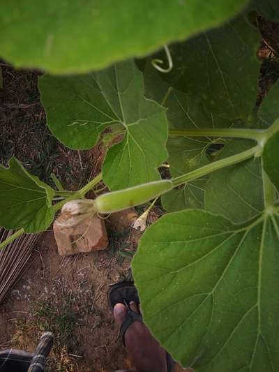 Boron Deficiency - Pumpkin