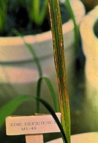 Zinc Deficiency - Rice