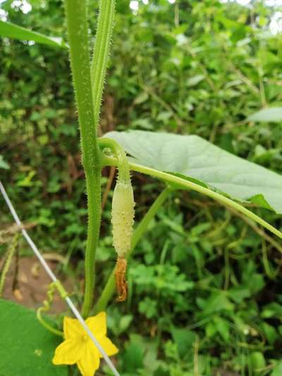 Blossom End Rot - Cucumber