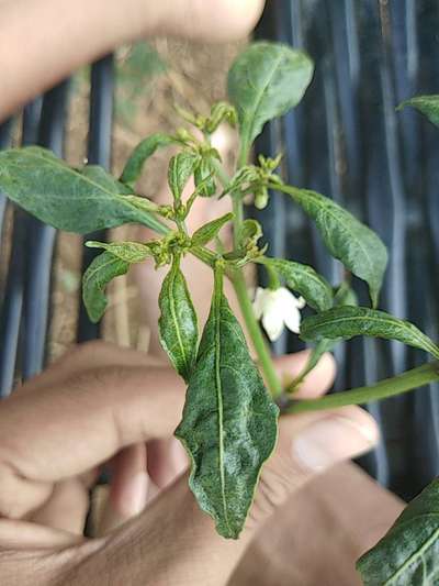 Brown Mite - కాప్సికమ్ మరియు మిరప