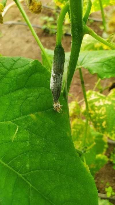 Melon Fruit Fly - Cucumber