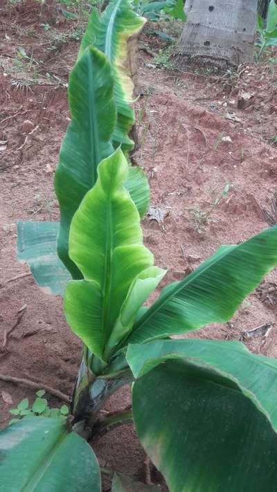 Calcium Deficiency - Banana