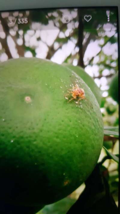 Mediterranean Fruit Fly - Citrus