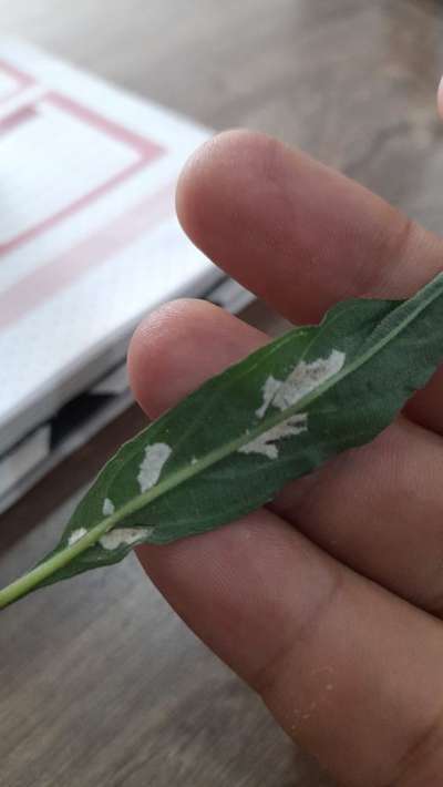 Podridão de Sclerotinia - Pimentão e Pimenta