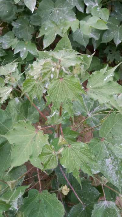 Herbicide Growth Damage - Cotton