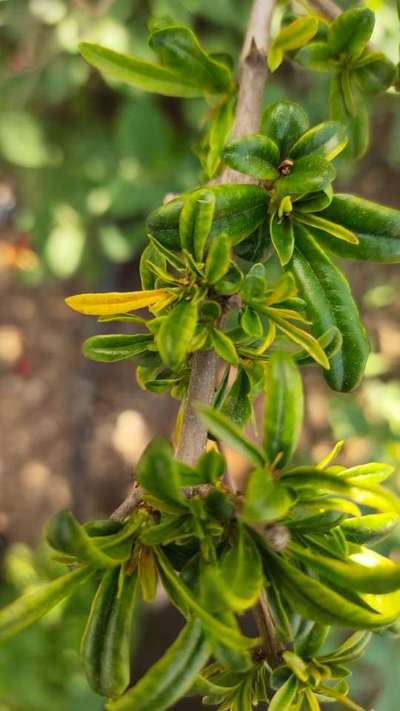 Magnesium Deficiency - Pomegranate