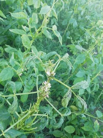 Spider Mites - Bean