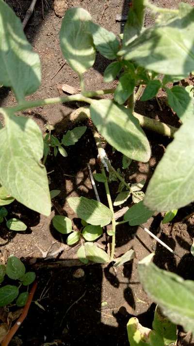 Mealybug - Tomato