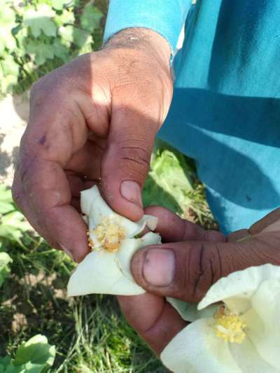 Pink Bollworm - Cotton