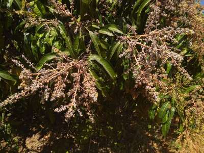 Powdery Mildew - Mango