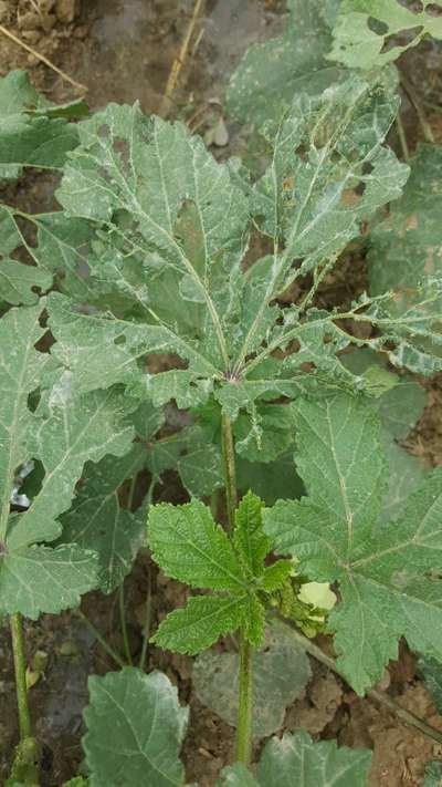 Tobacco Caterpillar - Okra