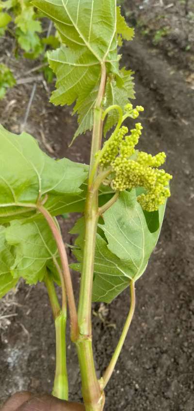 ದ್ರಾಕ್ಷಿಯ ಬೂದಿ ರೋಗ ( ಪೌಡರಿ ಮಿಲ್ಡ್ಯೂ ) - ದ್ರಾಕ್ಷಿ