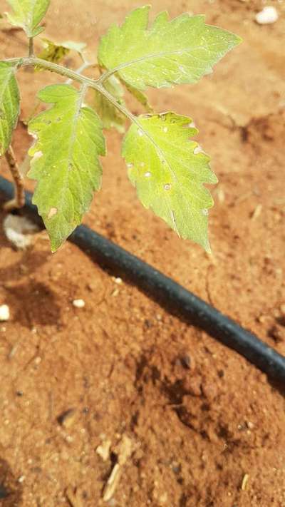 Septoria Leaf Spot - Tomato