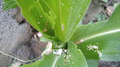 Fall Armyworm - Maize