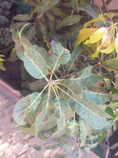 Powdery Mildew of Mango - Mango