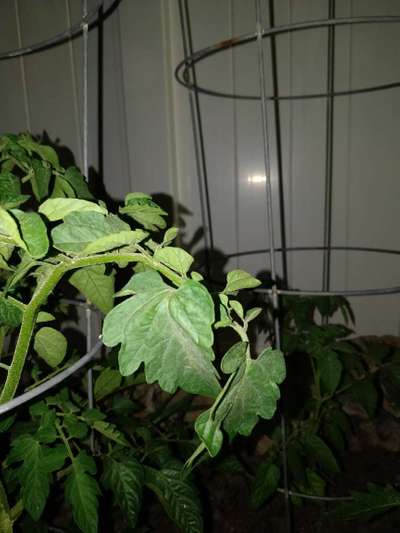 Thrips - Tomato
