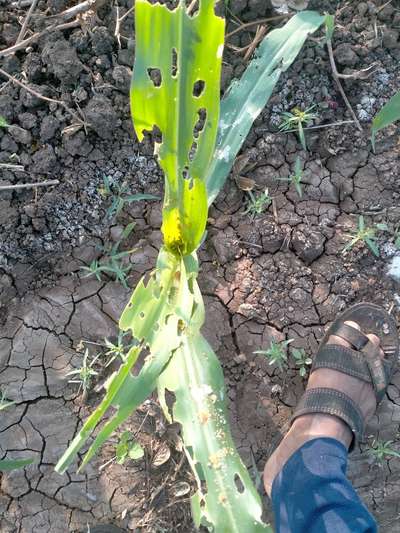 ಫಾಲ್ ಸೈನಿಕ ಹುಳು (ಫಾಲ್ ಆರ್ಮಿ ವರ್ಮ್) - ಮೆಕ್ಕೆ ಜೋಳ