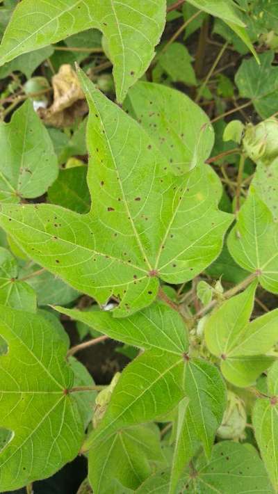 Gray Leaf Spot - Cotton